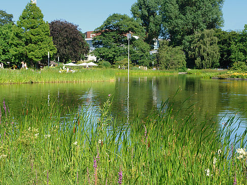 Fotos Planten un Blomen - Wiese am Parksee