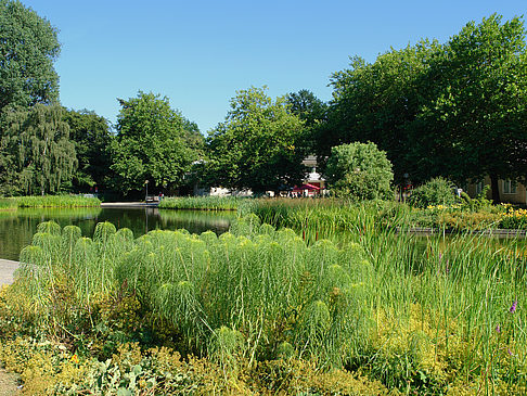 Foto Planten un Blomen - Wiese am Parksee