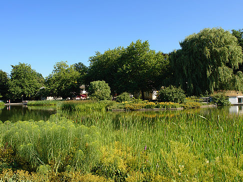 Foto Planten un Blomen - Wiese am Parksee