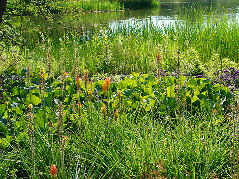 Fotos Planten un Blomen - Wiese am Parksee