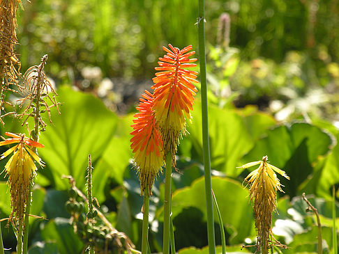 Foto Planten un Blomen - Wiese am Parksee