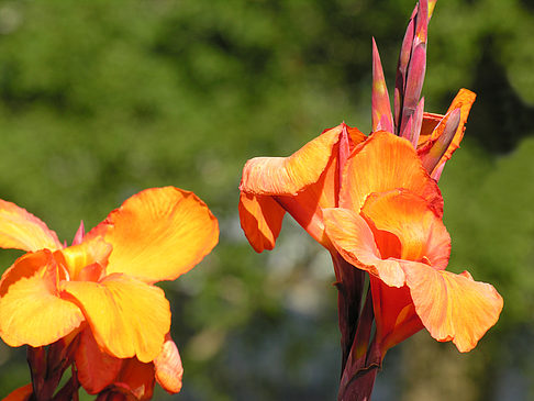 Planten un Blomen - Wiese am Parksee Foto 