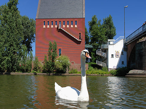 Fotos Schwan vor dem Neuen Portikus