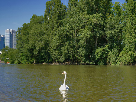 Foto Main mit Schwan