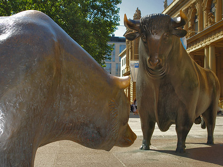 Foto Bulle und Bär