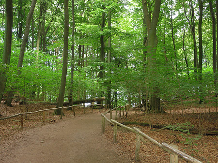 Foto Kreidefelsen Wanderweg - Sassnitz