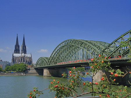 Strauch vor Hohenzollernbrücke Foto 