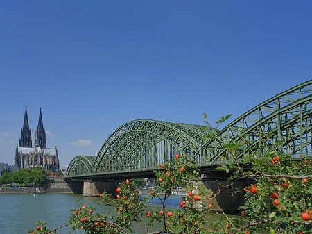 Foto Strauch vor Hohenzollernbrücke - Köln