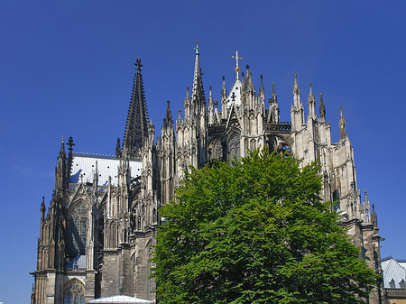 Foto Kölner Dom mit Baum - Köln