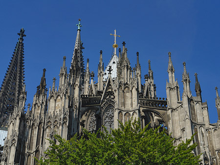 Fotos Kölner Dom mit Baum | Köln