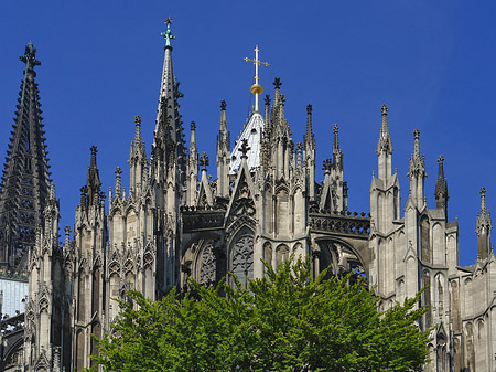 Kölner Dom mit Baum