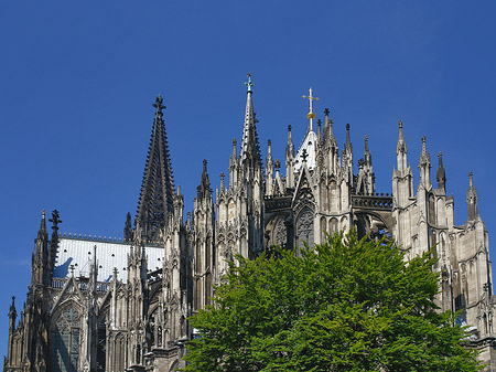 Fotos Kölner Dom mit Baum