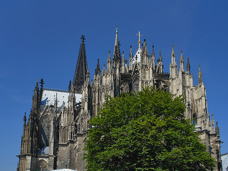 Kölner Dom mit Baum Fotos