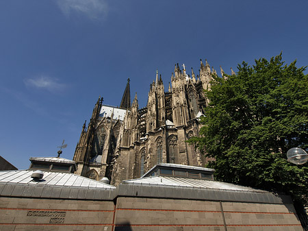 Kölner Dom mit Baum Foto 