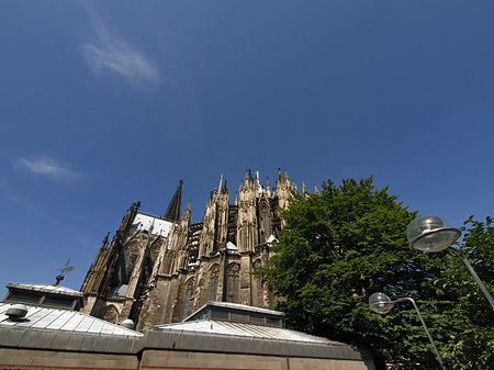 Fotos Kölner Dom mit Baum | Köln